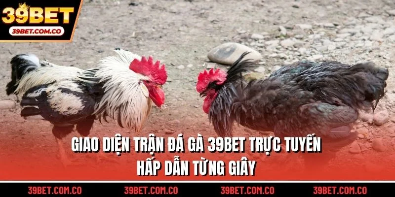 Giao diện trận đá gà 39bet trực tuyến hấp dẫn từng giây
