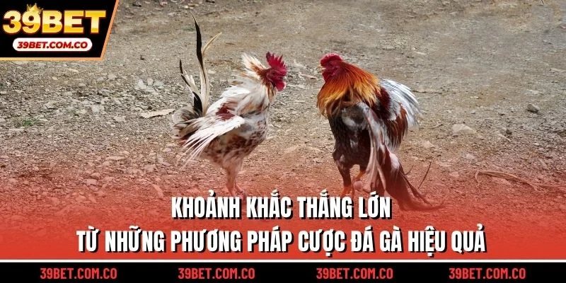 Khoảnh khắc thắng lớn từ những phương pháp cược đá gà hiệu quả
